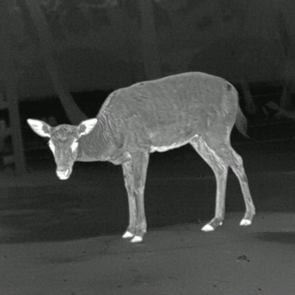 PARD Predator 640 LRF Wärmebild-Vorsatzgerät